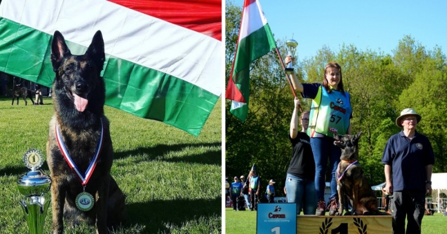 Óriási büszkeség: Magyar kutya nyerte el a világ legjobb mentőkutyája címet