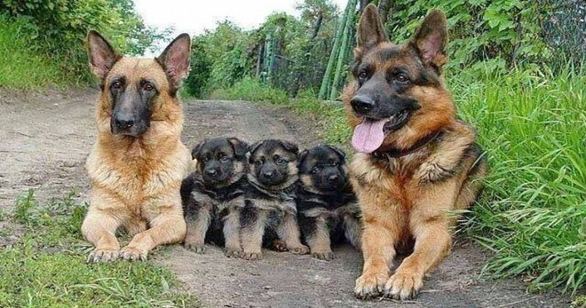 25 tökéletes családi fotó az állatvilágból… Nicsak, ki szereti legjobban a családját!