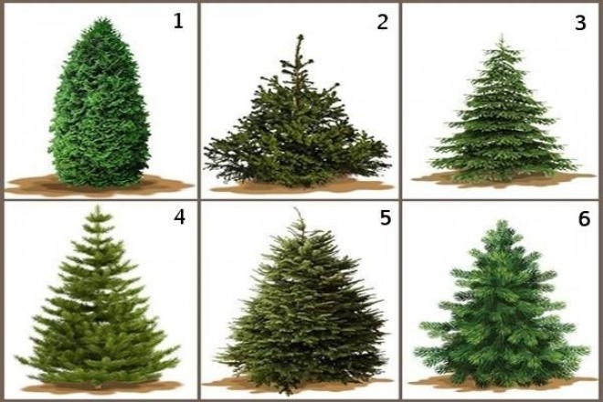 Te melyik fát választanád Karácsonyra? Ezt árulja el rólad!