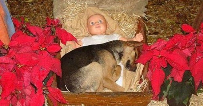 A kóbor kutya a kis Jézus jászlába bújik melegedni, ami ezután történik igazán szívmelengető