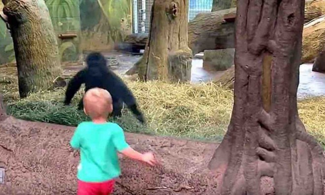 A kis 2 éves visszarohan, hogy megnézze az állatot – senki sem gondolta volna, hogy a gorilla így reagál