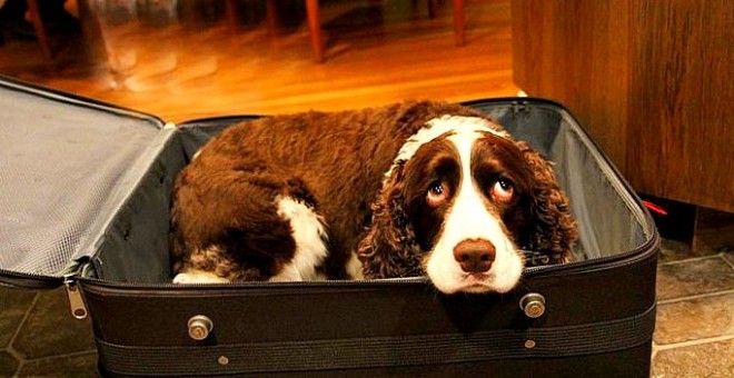 A kutyát a bőröndbe tette a férfi... Hogy miért? – nem bírod ki sírás nélkül, ha meg tudod 