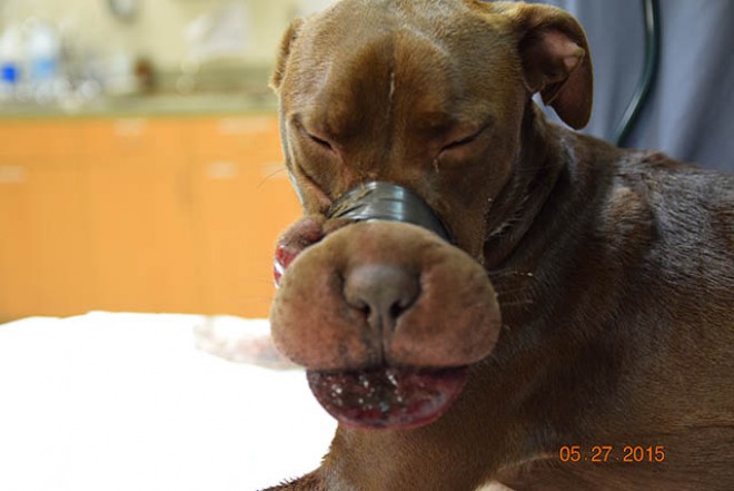 A kutyája száját leragasztó állatkínzó öt évig terjedő börtönbüntetést kapott...
