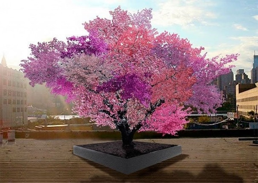 A föld legszebb fájaként tartják számon… de el se fogod hinni, hogy milyen gyümülcsöt terem!