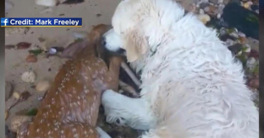 Nem mindennapi videó: a vízben haldokló őzikének az életét mentette meg a kutya