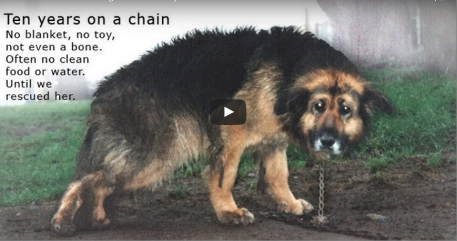 Ezt a kutyát 10 hosszú éven keresztül leláncolva tartották - el sem hiszed, hogy mi történt mikor elengedték