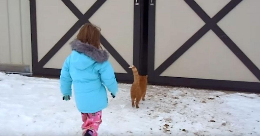 A kislány követi az istállóba a macskát és ott egy örök életre szóló meglepetés várja