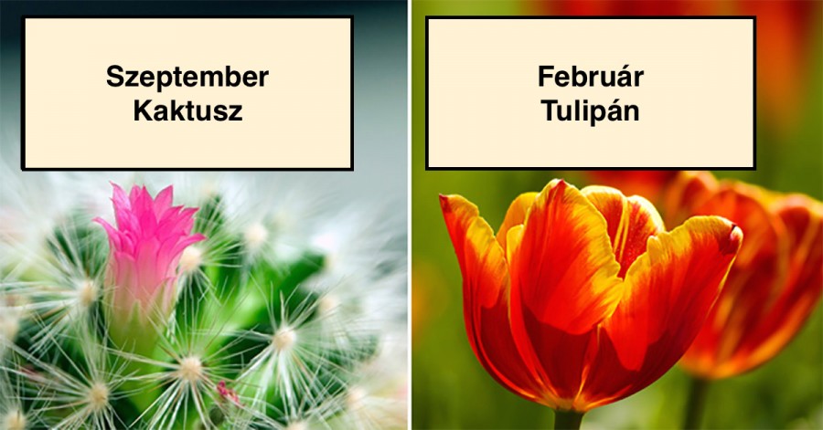 Szerinted melyik virág lehetsz a születési hónap alapján?
