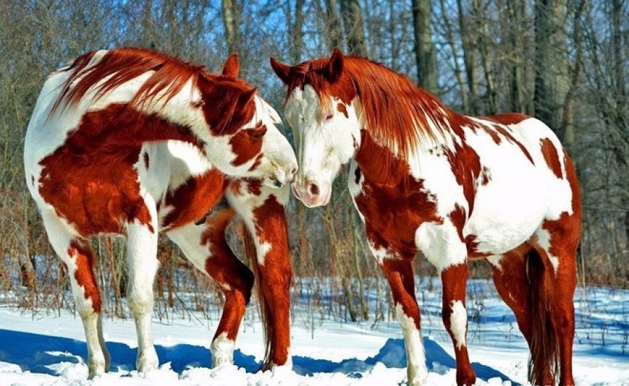 Ezeket a fajta lovakat tartják a világ legszebbjeinek. Szerinted milyenek?