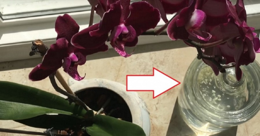 Egy barátnőm mondta, hogy használjak fokhagymát nem is gondolnánk, hogy igazi kincs az orchideák számára