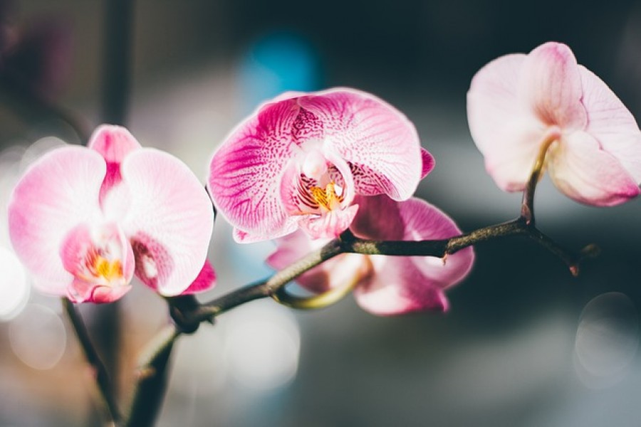 Egy híres kertész kikotyogta azt a titkos trükköt, amivel ráveheted az orchideád, hogy újra virágozzon